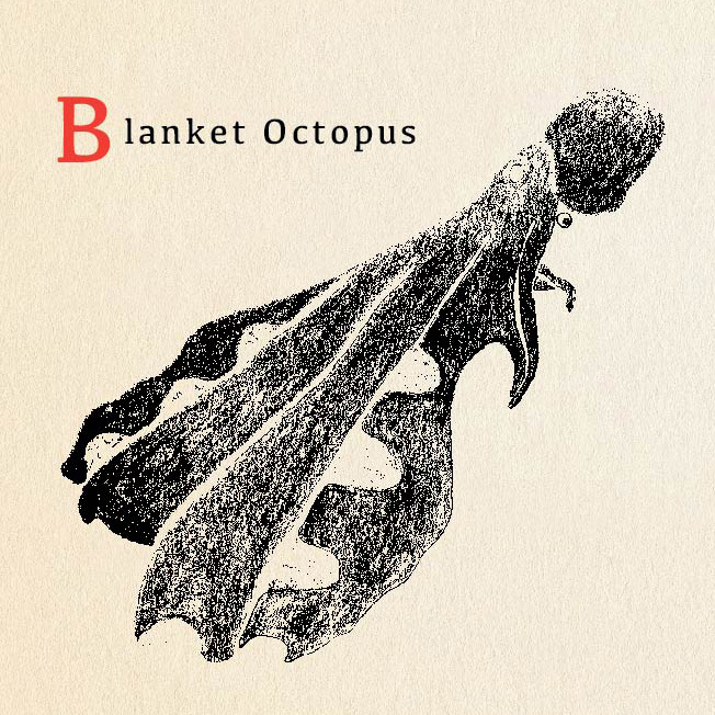 blanket octopus